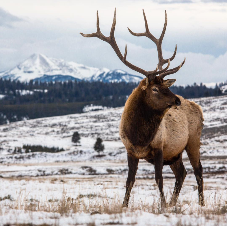 Yellowstone National Park 