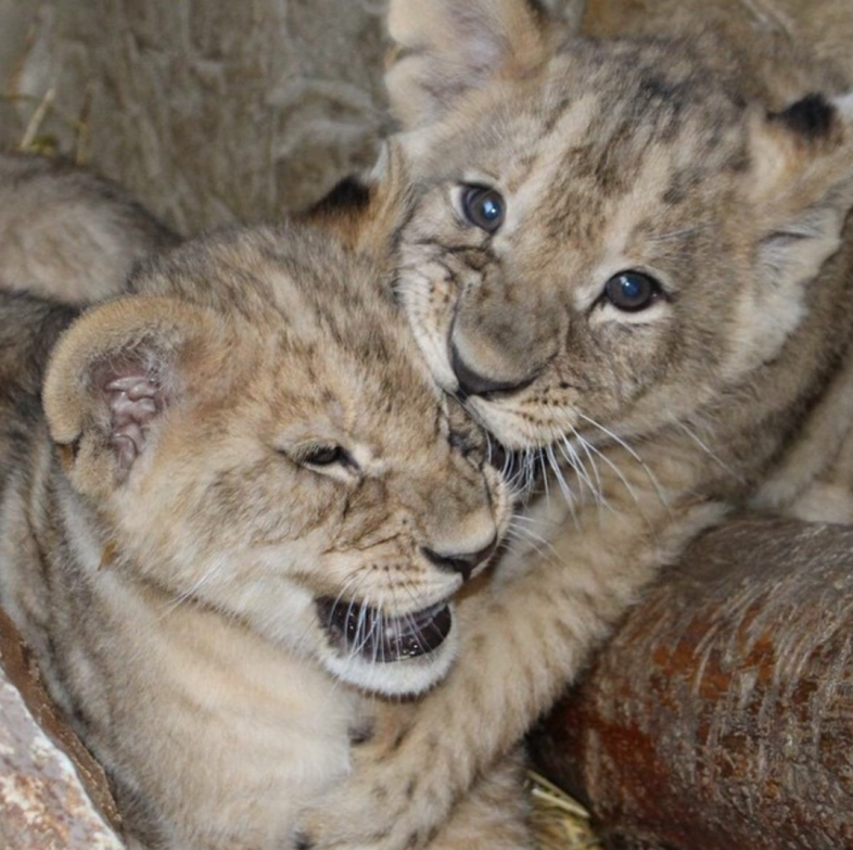 The Omaha Zoo Instagram
