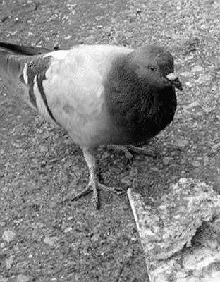 pigeon