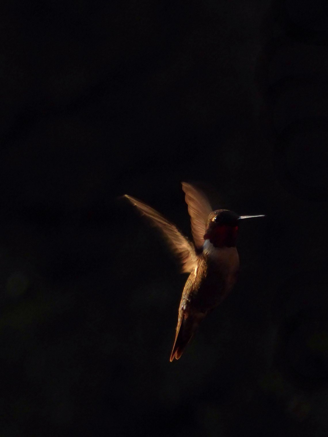 A hummingbird 