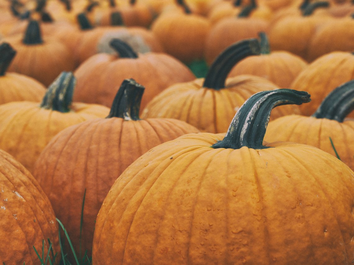 Pumpkins at a pumpkin patch