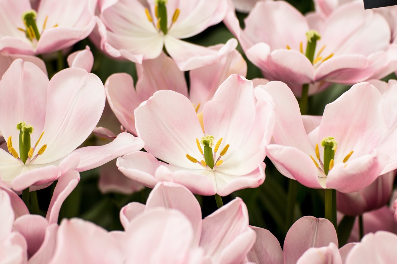 beautiful pink flowers of hope