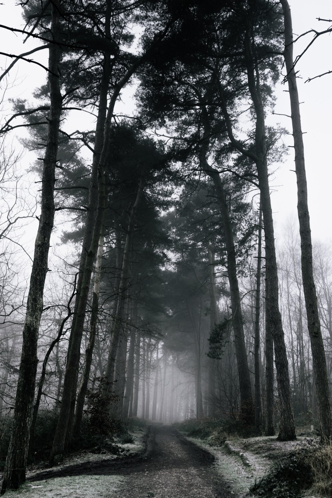 Disturbing forest picture