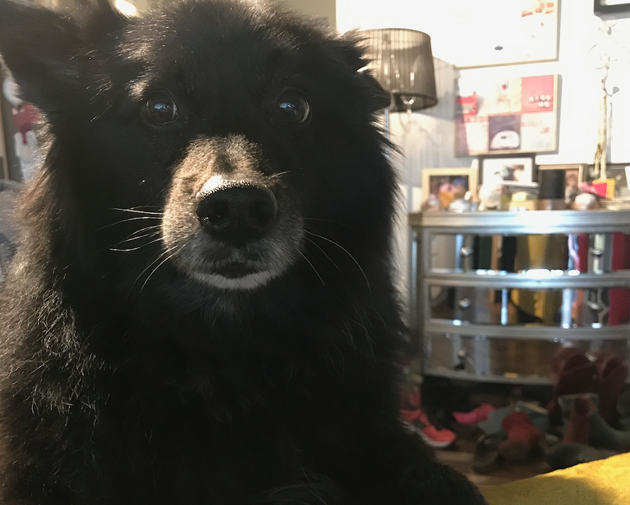 21 Things I Very Much Wish I Could Ask My Dog