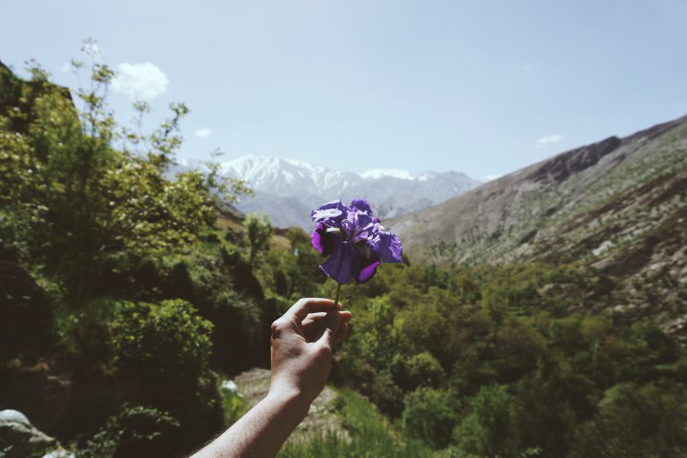 hand holding purple flower