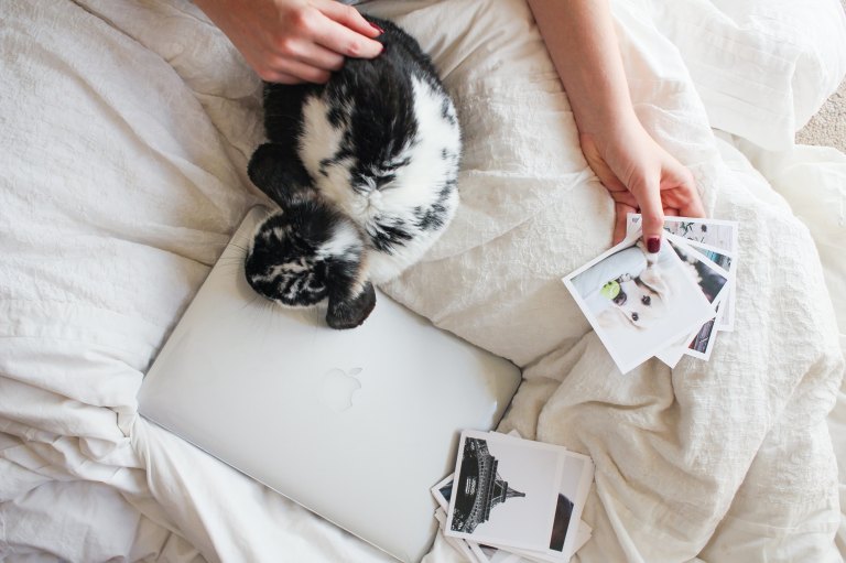 Pet laying on computer in bed