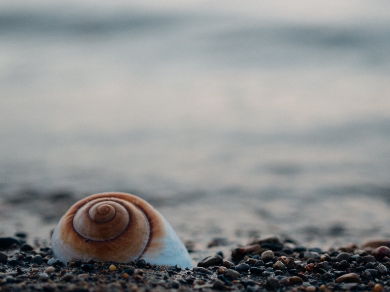 A seashell on a shore