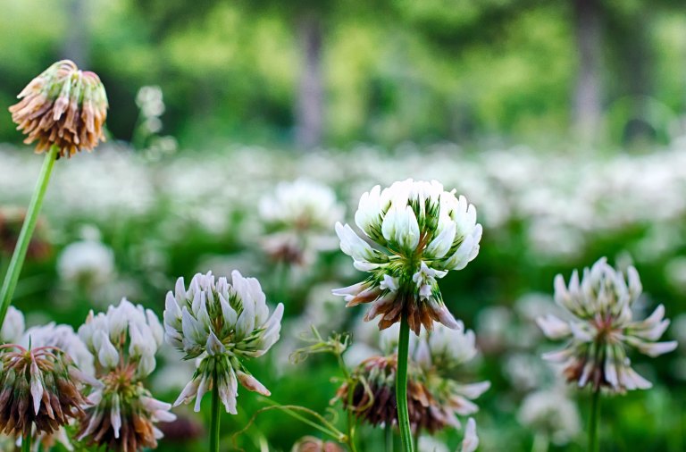 beautiful flowers in a field