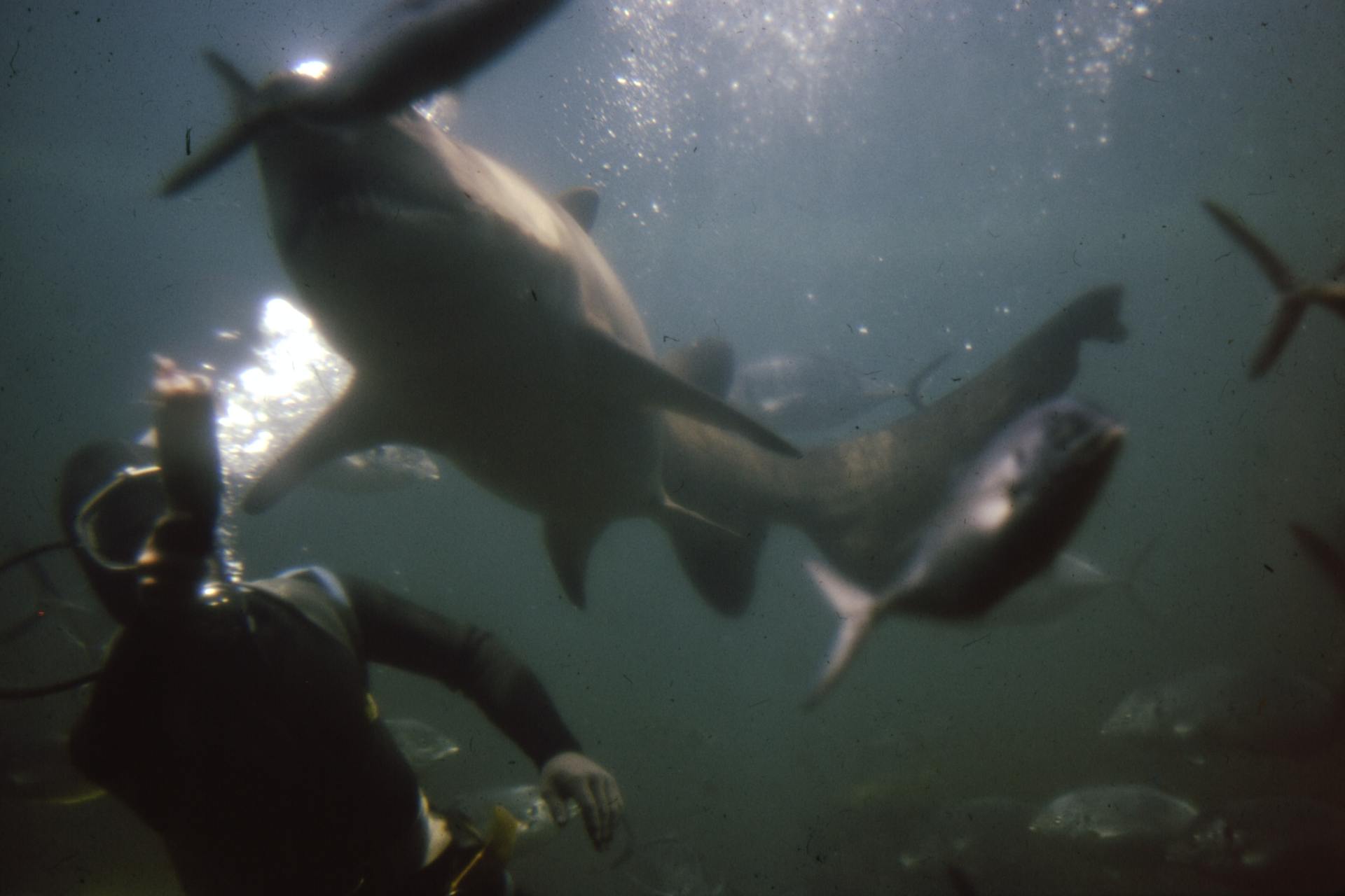 Nightmares At Sea: 25 People Describe Terrifying Encounters In The Deep, Dark Ocean