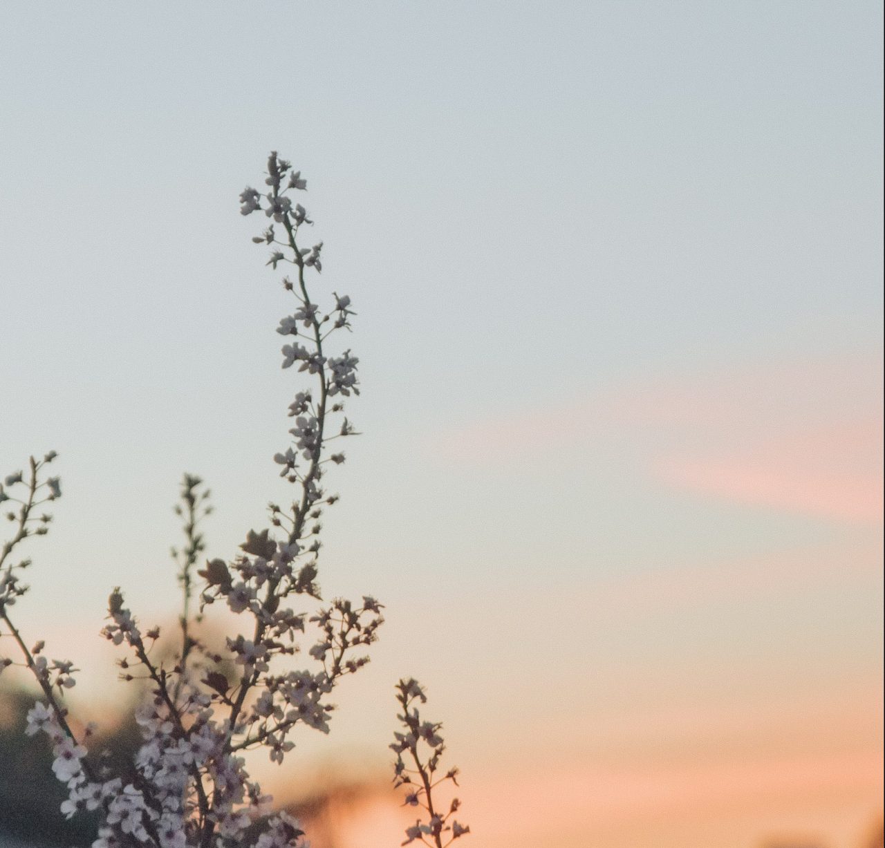 flowers at sunset