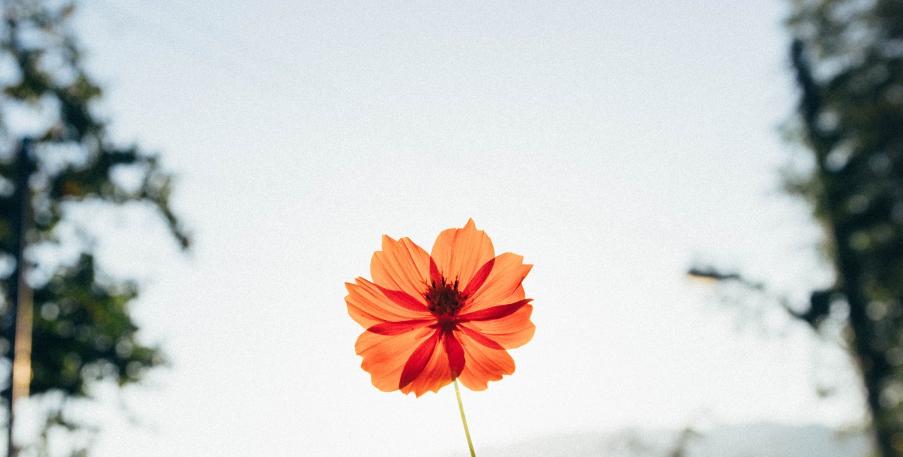 a flower in the sky