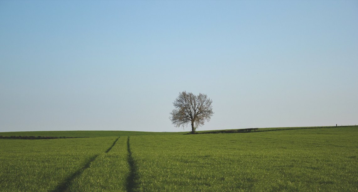 a tree in the forest 