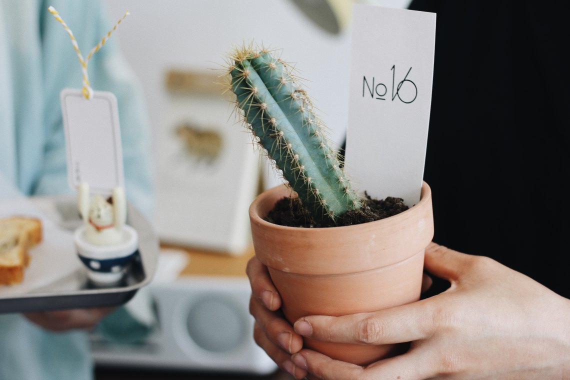 holding onto a cactus