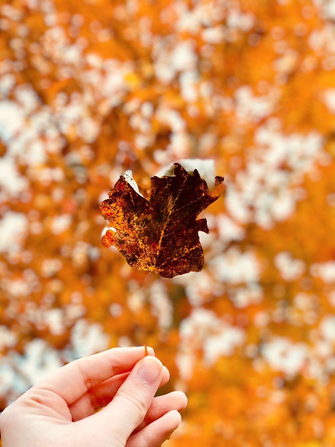 hand holding a leaf