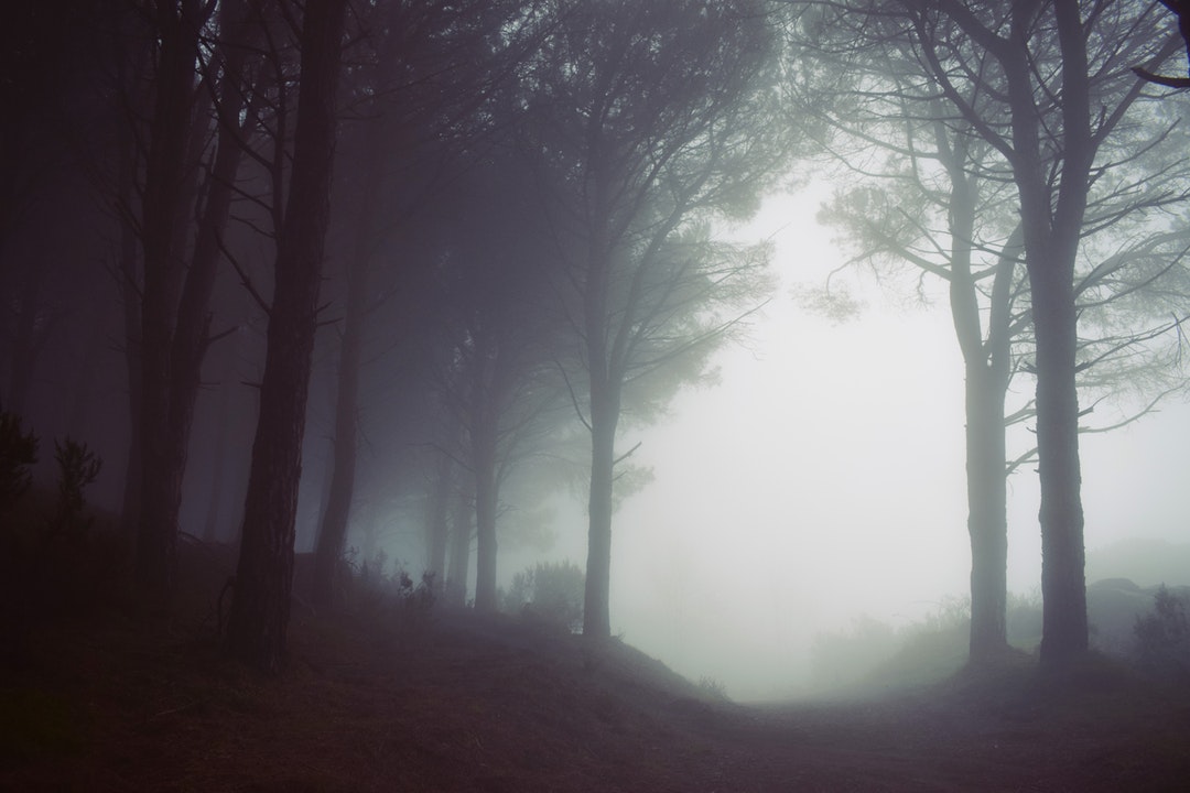 Fog at the edge of a forest in Monte Perone