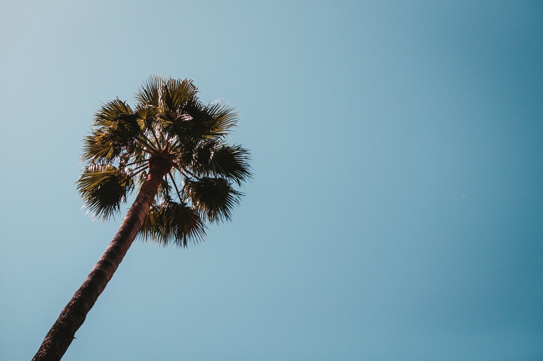 low angle photo of palm tree