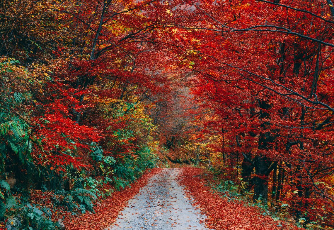 autumn leaves and a path