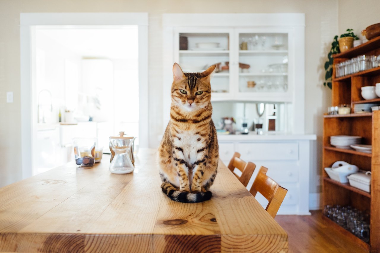 Cat sitting on table