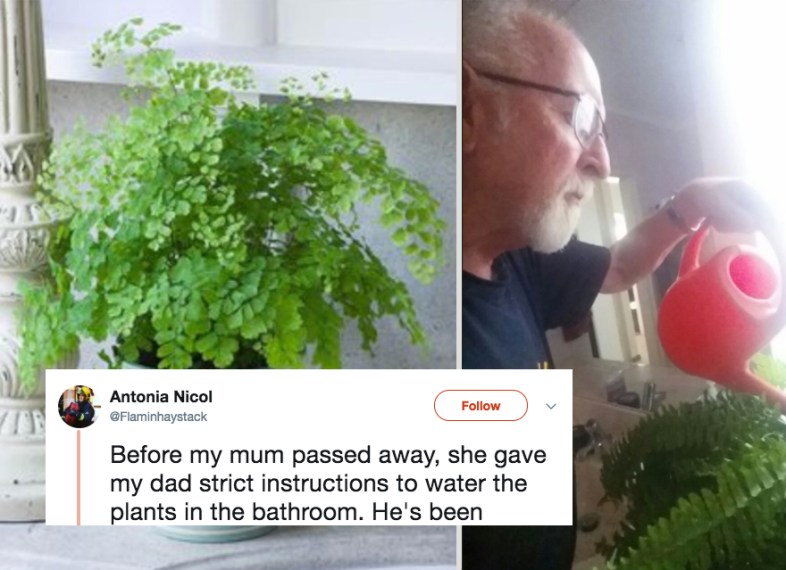 A plastic plant that this man's wife told him to water as her dying wish