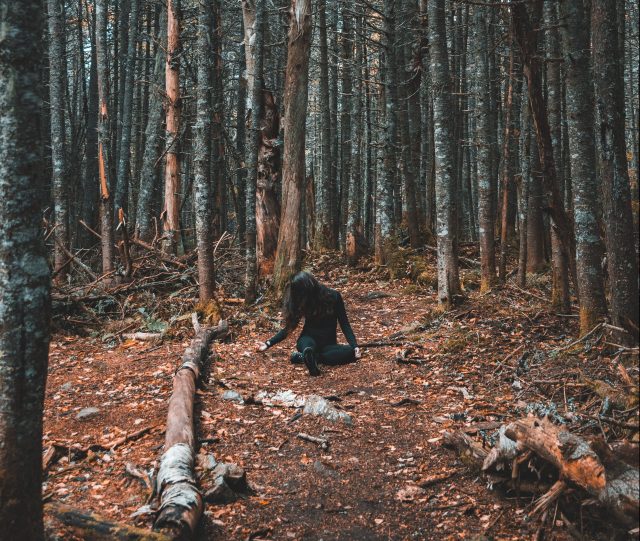 A creepy forest