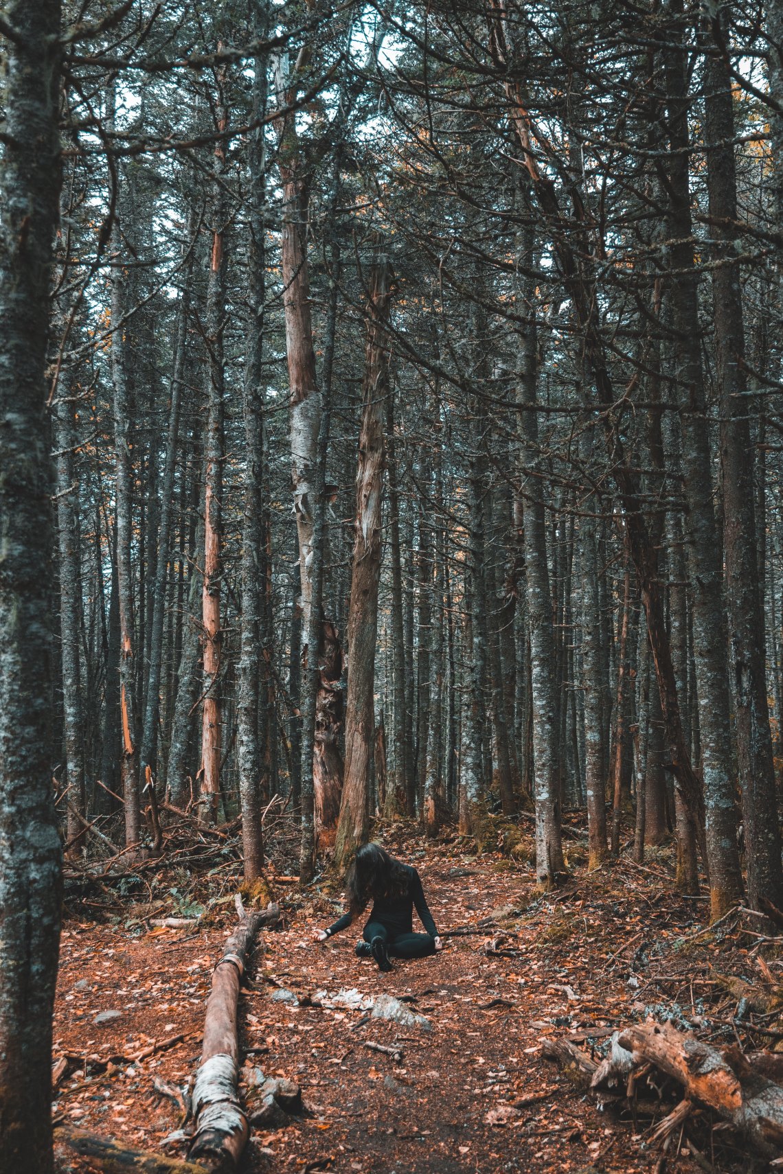 A creepy forest 