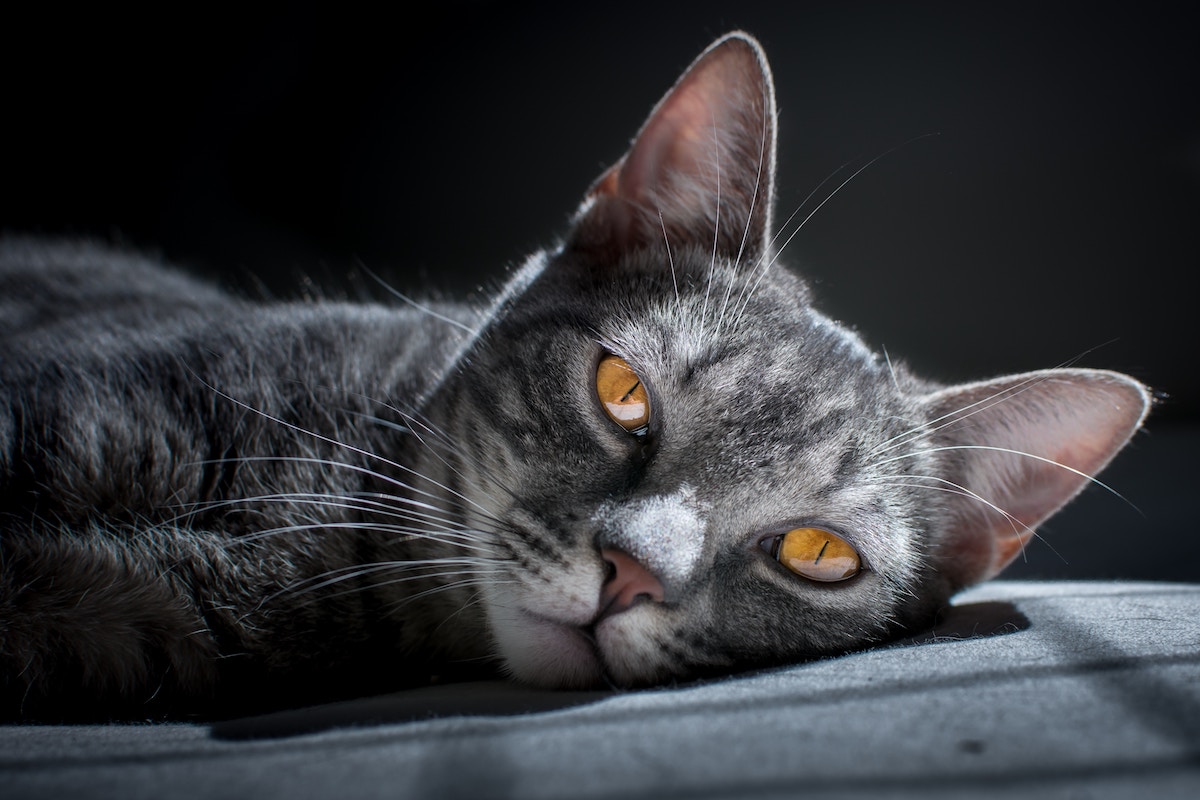 Help! My Pet Is Psychic: 13 People Share Stories Of Their Pet’s Supernatural Behavior
