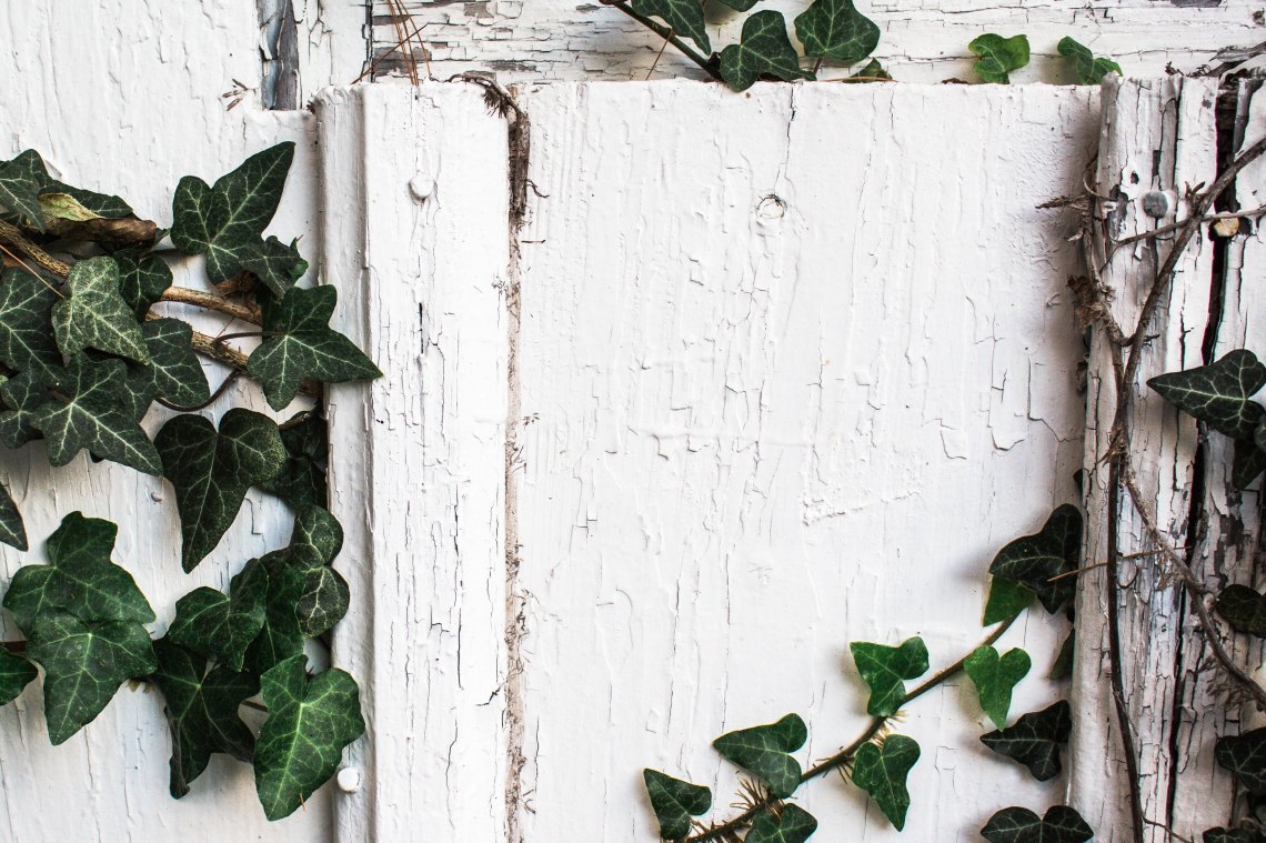 White Background With Greenery & Wood