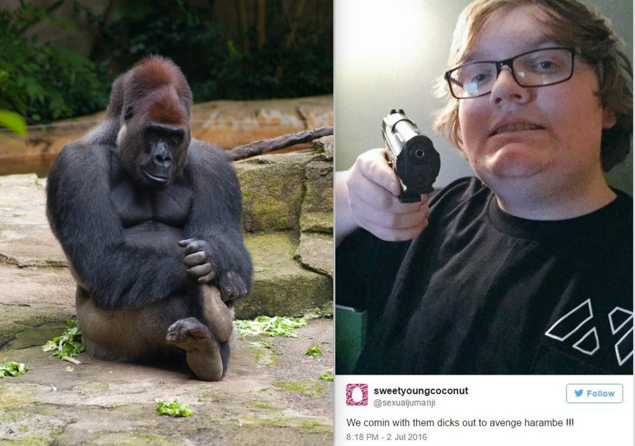 Harambe at the Cincinnati Zoo in 2011 and the original "Dicks Out" meme