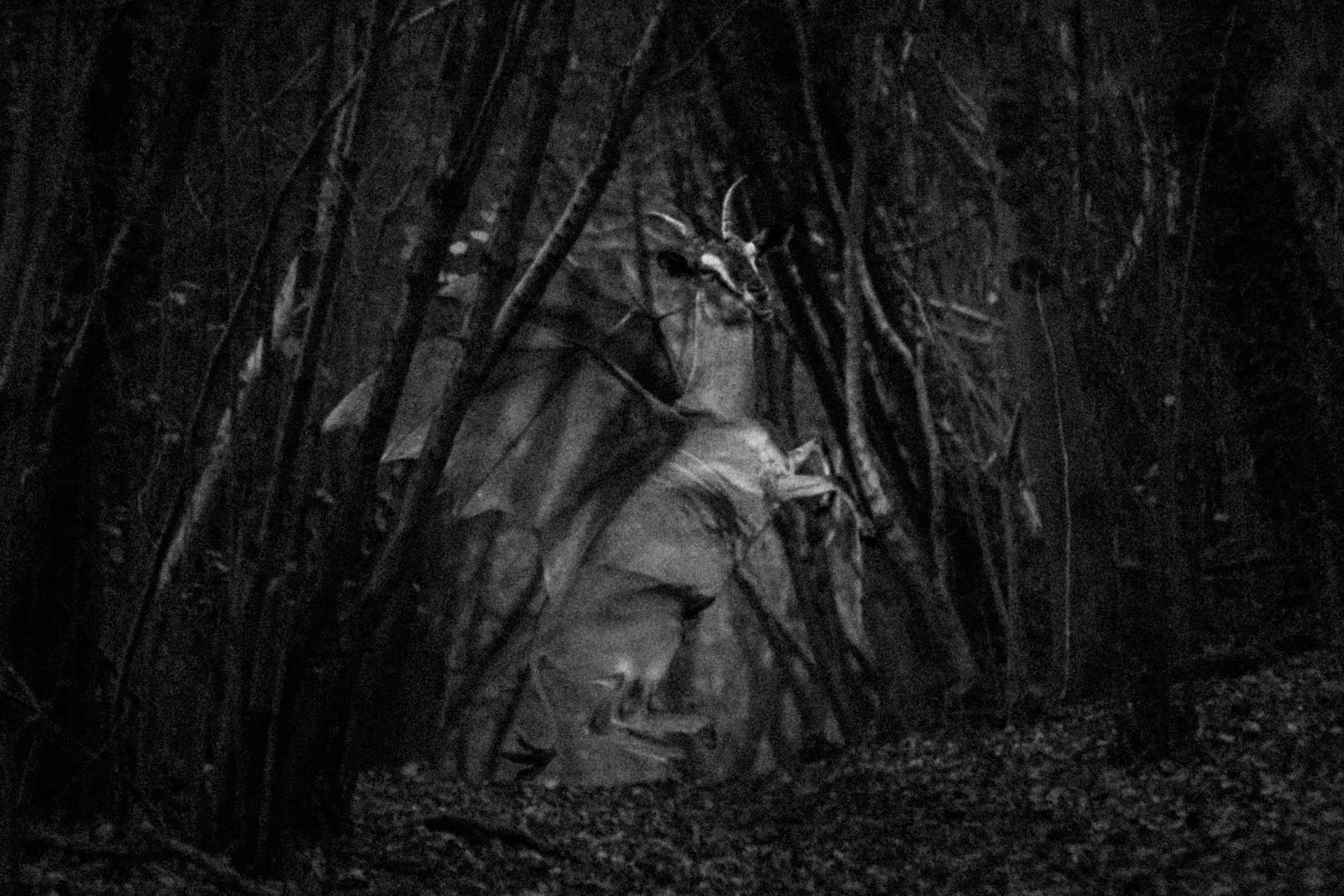 13 Creepy Facts About The Jersey Devil