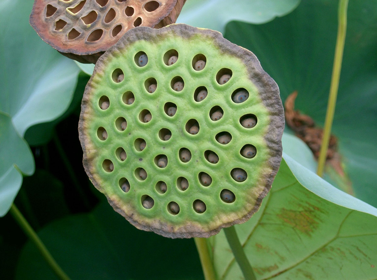 Trypophobia: Do Clusters Of Tiny Holes Creep You Out?