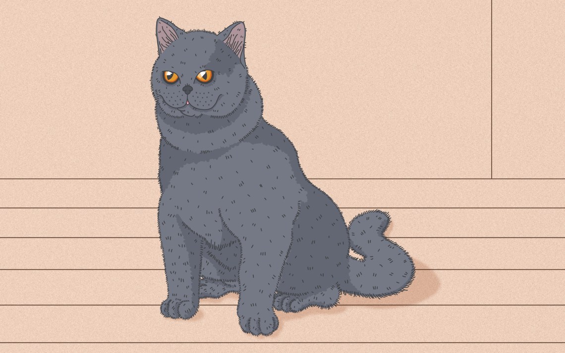 How To Draw A Cat