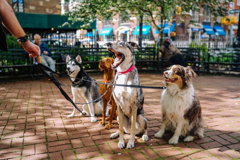 Dogs in a dog park