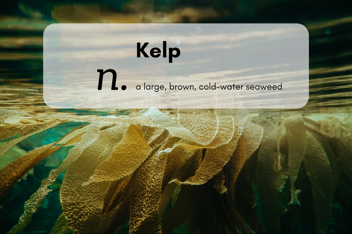 Kelp (n.) a large, brown, cold-water seaweed