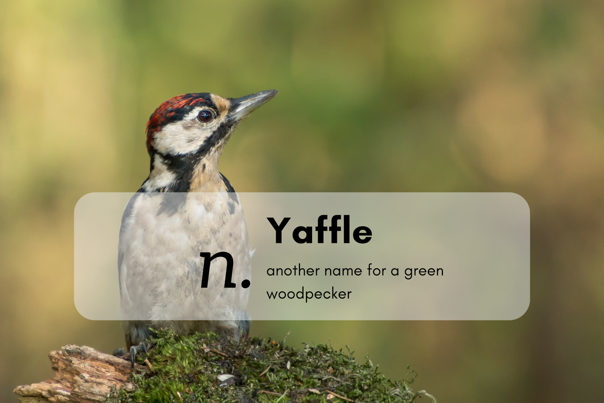 Yaffle (n.) another name for a green woodpecker