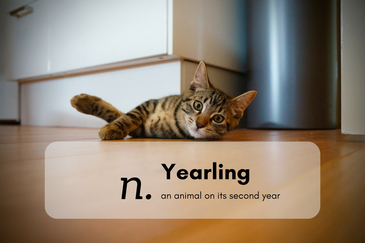 Yearling (n.) an animal on its second year