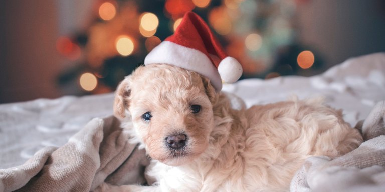 10 Adorable Santa Pet Photos To Get You In The Christmas Spirit