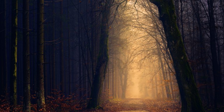 20 People Reveal Their Creepy Experiences In The Woods That Made Them Never Want To Go Back