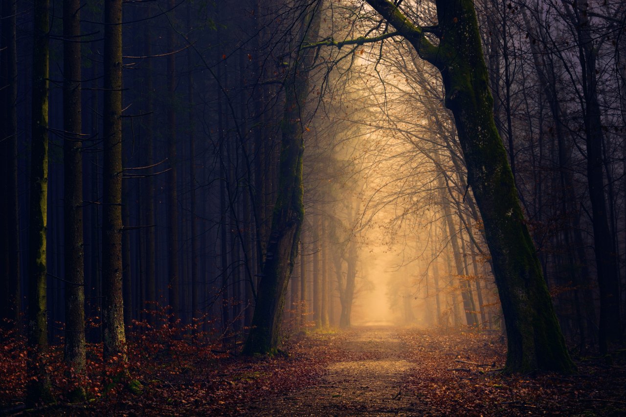 20 People Reveal Their Creepy Experiences In The Woods That Made Them Never Want To Go Back