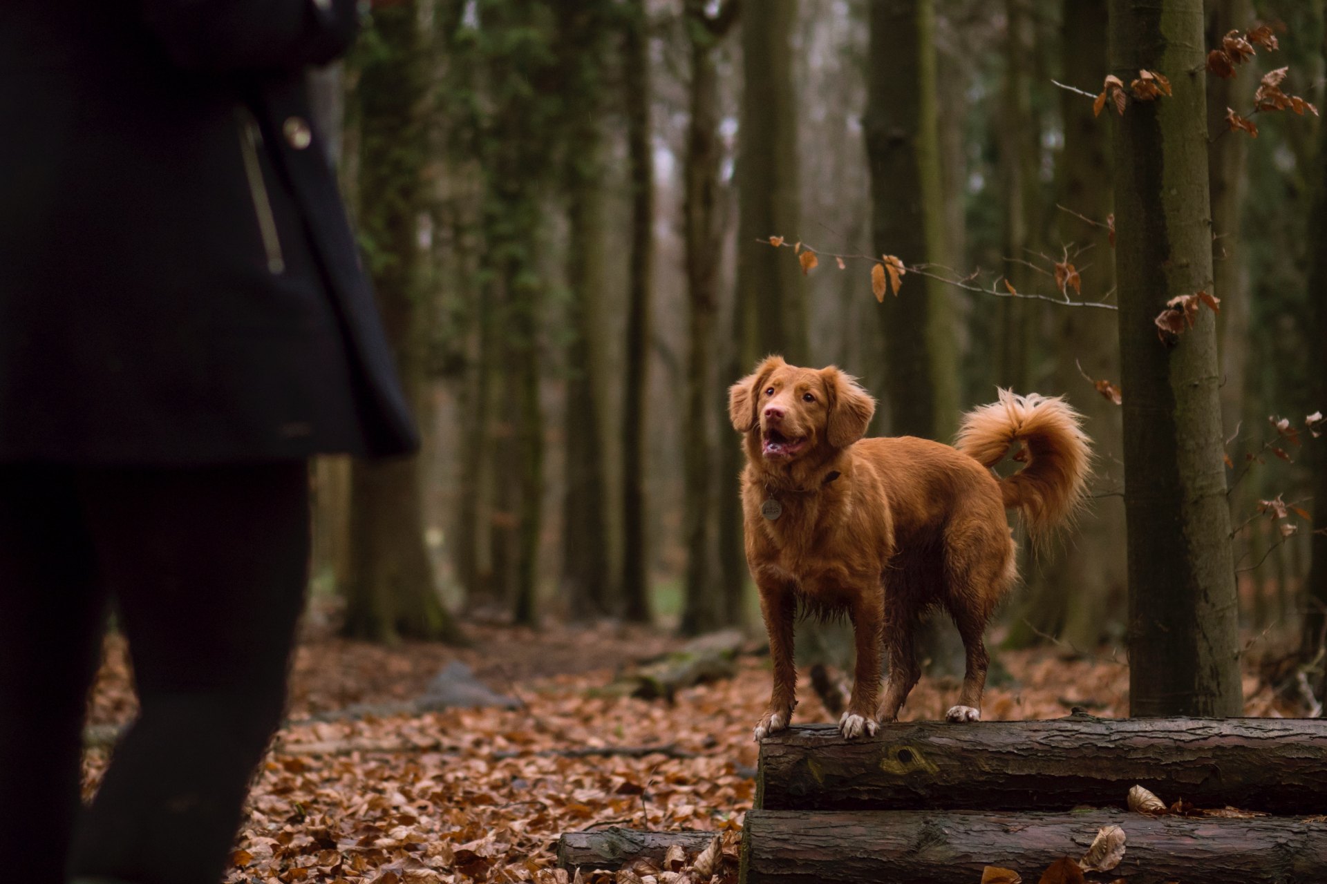 50 Brutal Comebacks For Animal Lovers To Win Any Argument