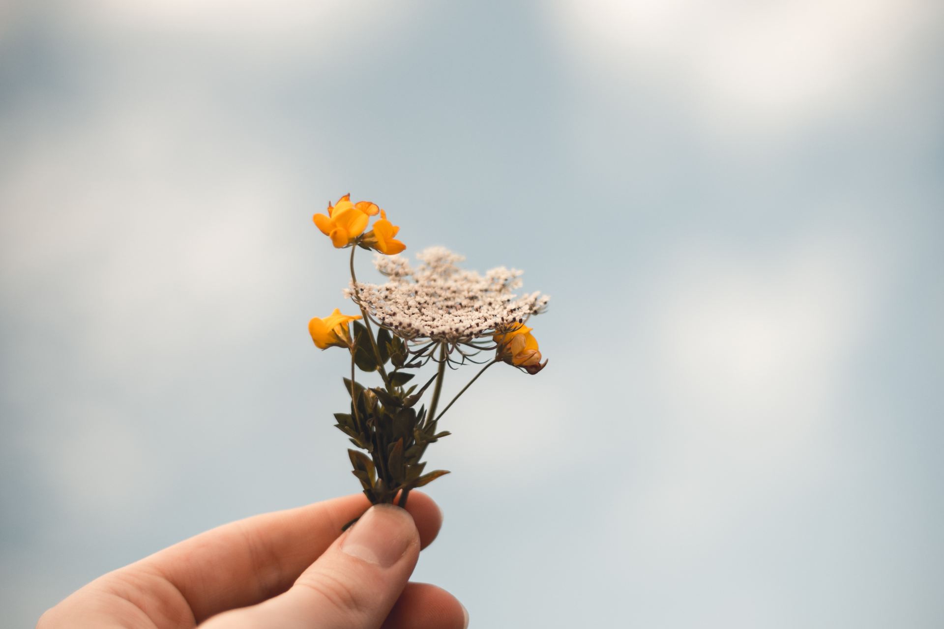 person holding flowers