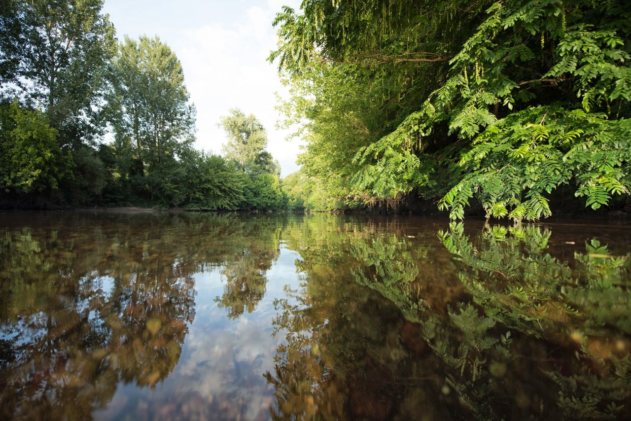 body of water surrounded with green trees