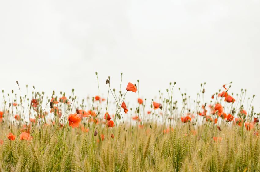 orange flowers photo