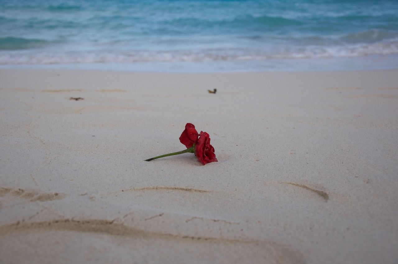 red-petaled flower on sand near shore