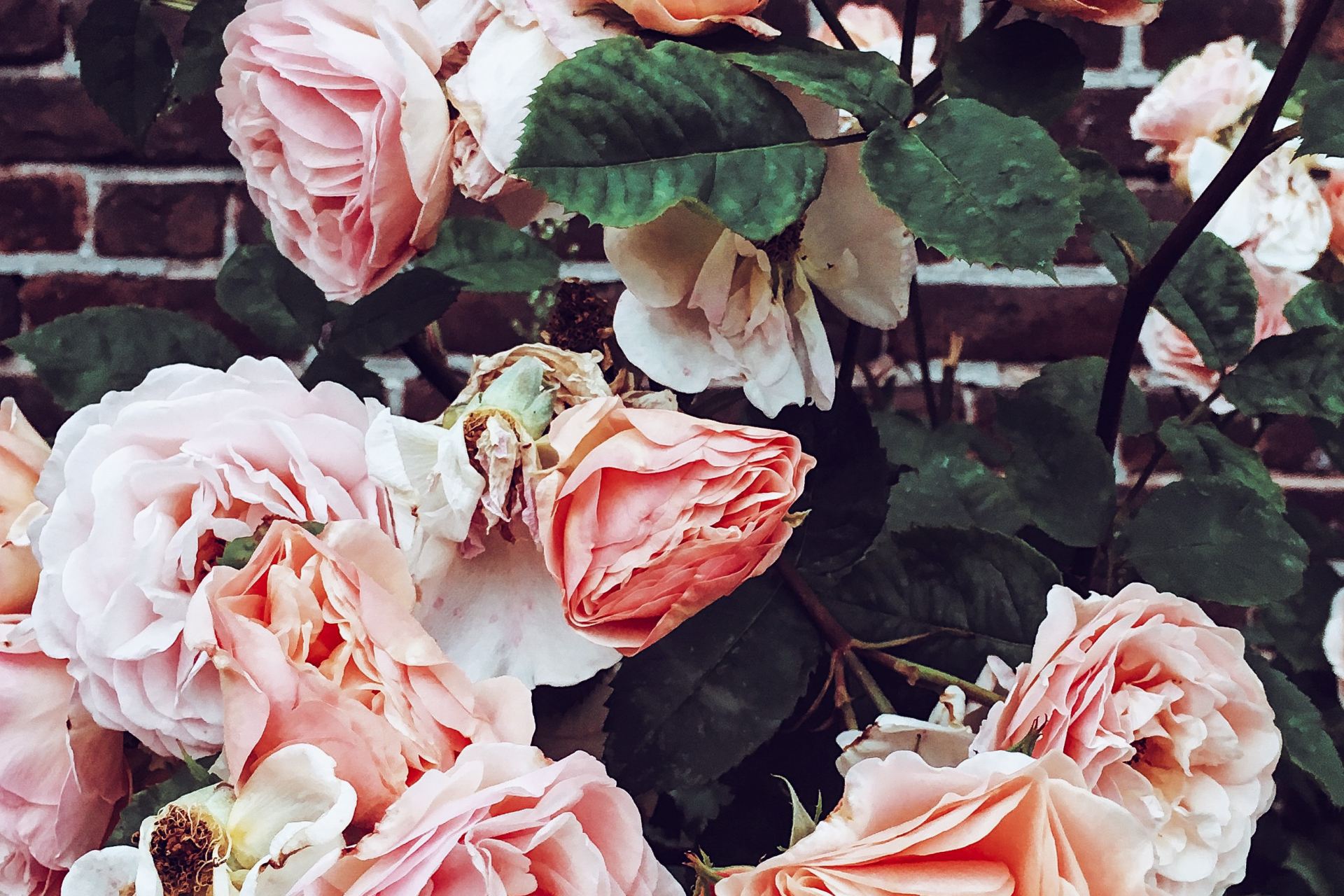 pink roses on brown brick wall