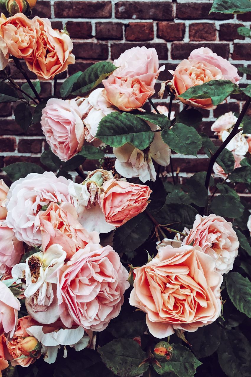 pink roses on brown brick wall