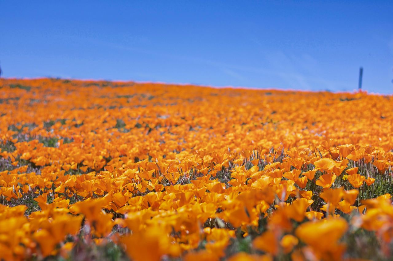 yellow flower field