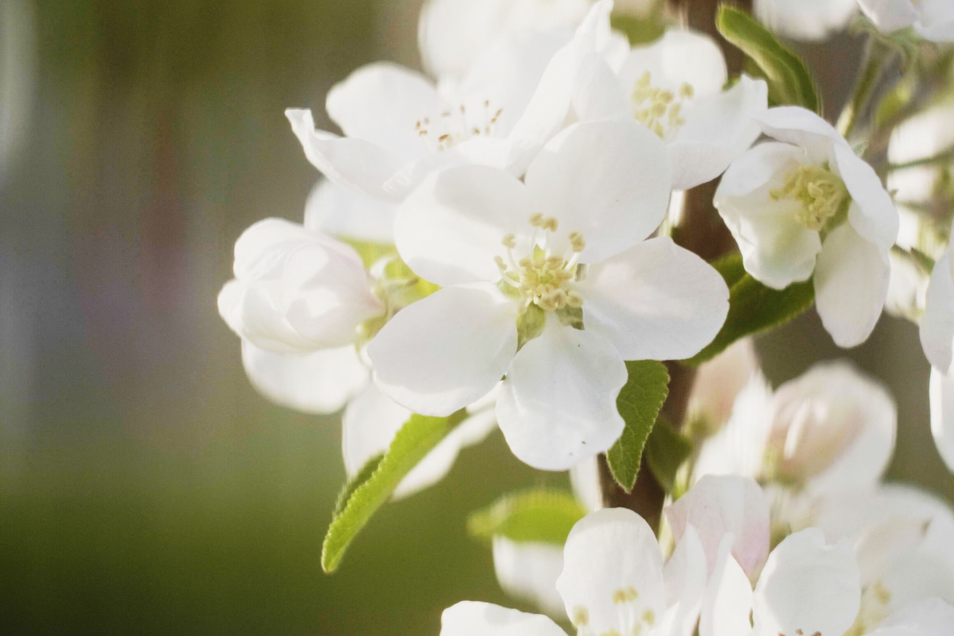 white flowers blooming