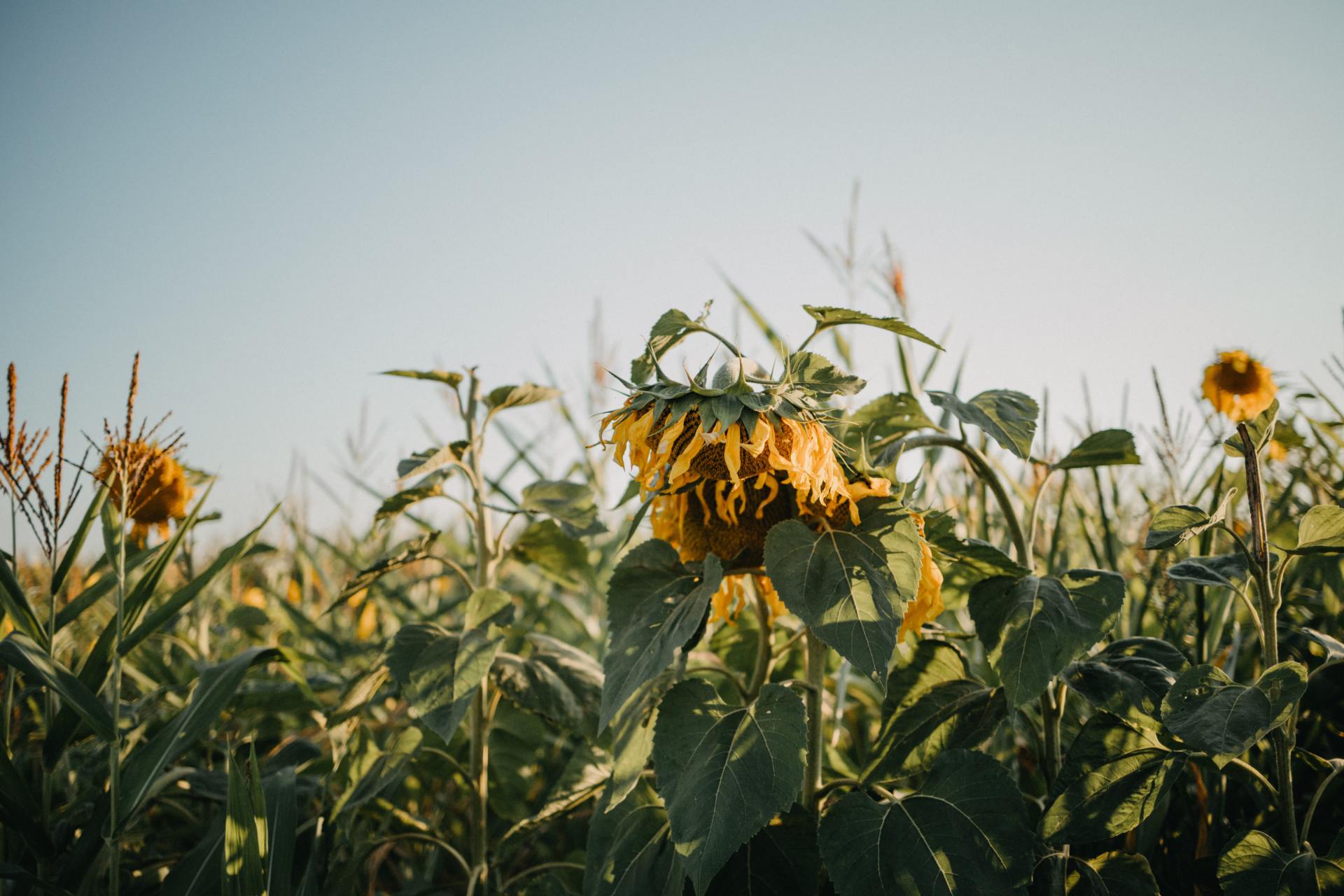 An Open Letter To The Sad Souls