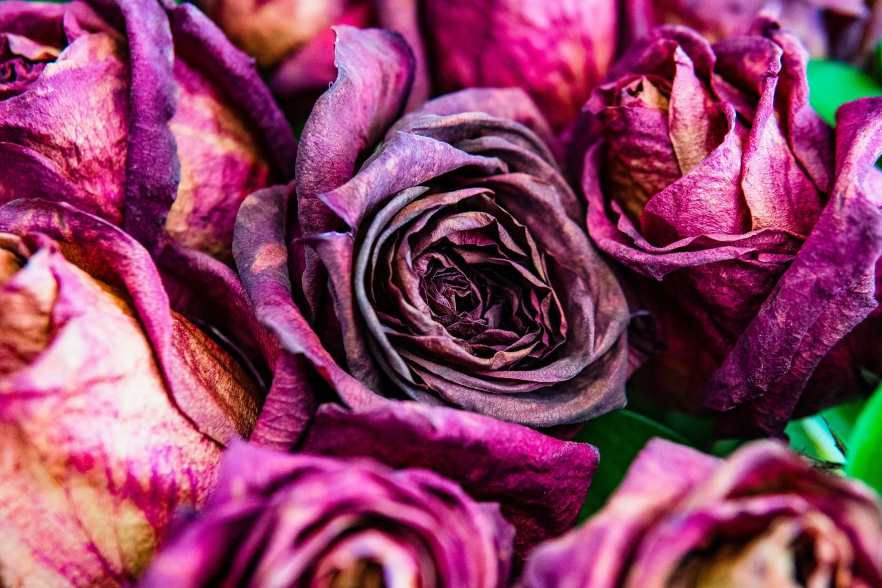 purple and brown flower petals