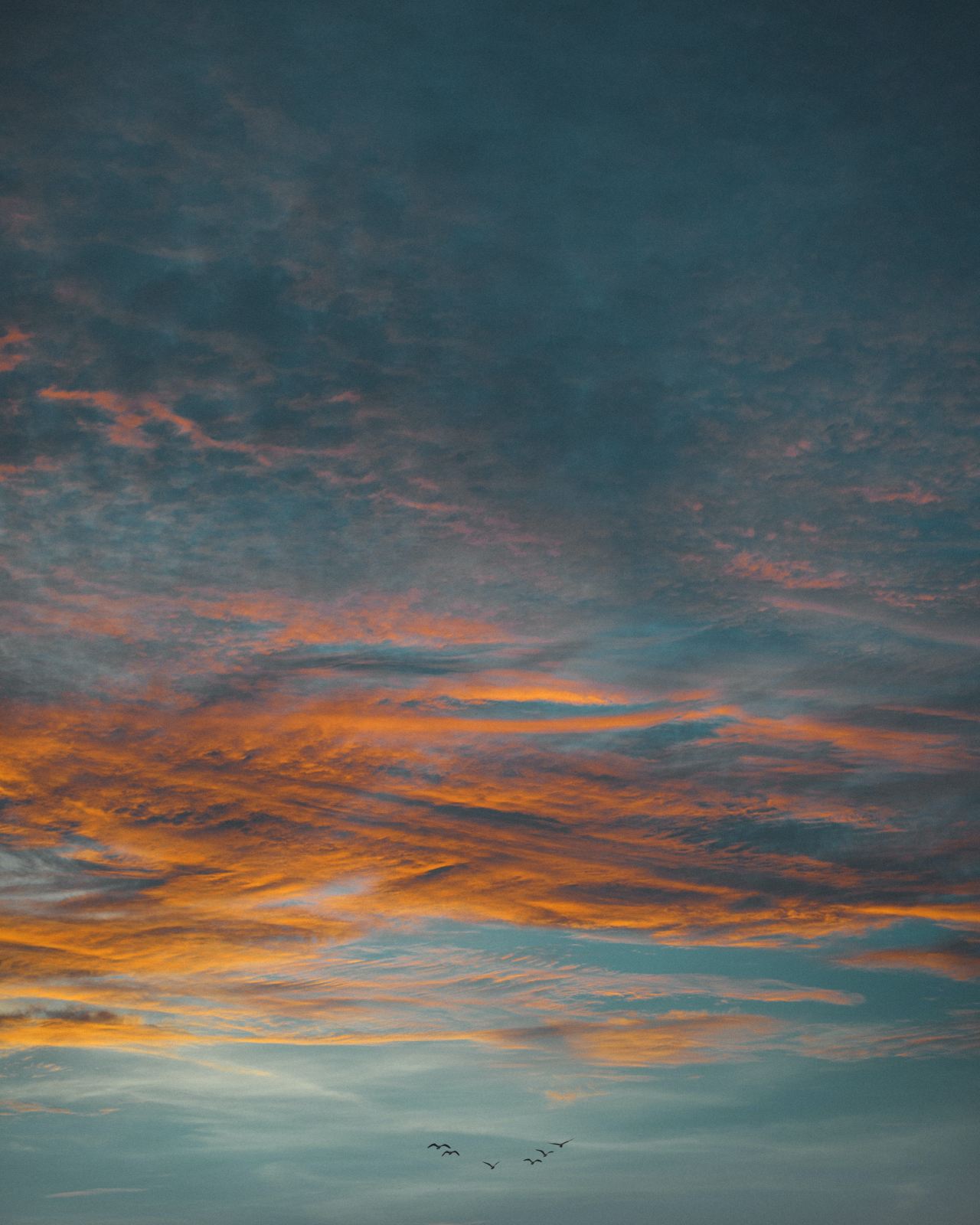 flock of birds in flight under clouds during golden hour